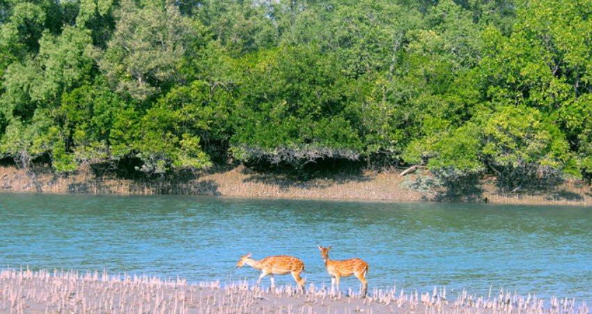 Haliday Island Wildlife Sanctuary, South 24 Parganas, West Bengal - Vushii.com Haliday Island Wildlife Sanctuary, South 24 Parganas, West Bengal - Vushii.com